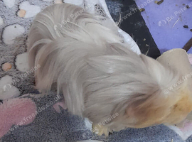 2 female guinea pigs and cage and accessories &pound;70