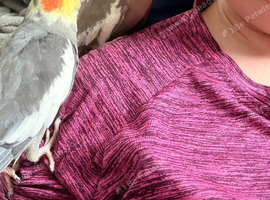 Pair of cockatiels 3 yrs old