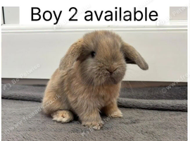 2 beautiful baby mini lops