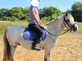 Springlane Mercury Registered Welsh Section A Gelding