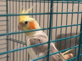 Beautiful Proven pair of cockatiels