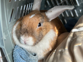 Neutered female rabbit