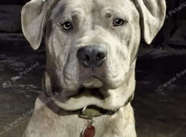 Cane corso