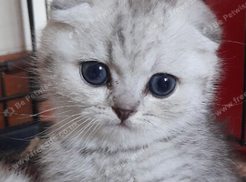Fluffy Scottish folds