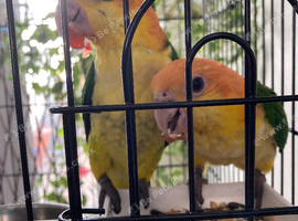 Hand reared caiquies