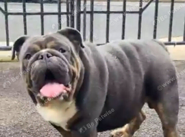 Blue tan tri  English bulldog