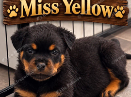 READY TO GO Rottweiler