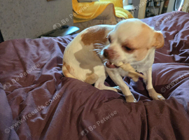Chihuahua
