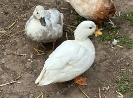 Call ducks