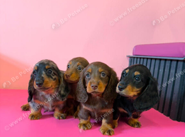 Kc long haired miniature dachshund