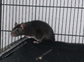 2 male rats