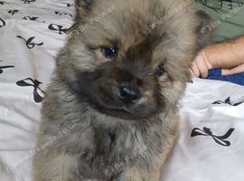 Chow chows
