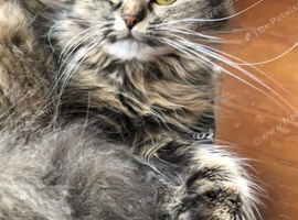 SIBERIAN FEMALE CAT