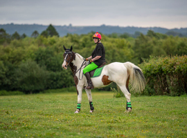 Fantastic 5 Yr old skewbald mare 15hh1 ISH