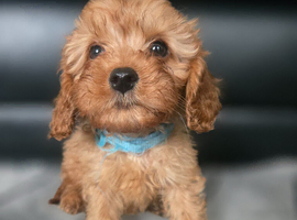 Beautiful cavapoo <last boy >
