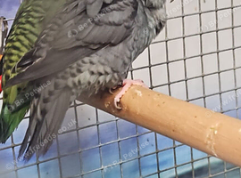 Blue/Grey/Green Lineolated Parakeets