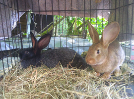 Baby Grande Argente Rabbits