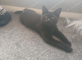 2 black kittens
