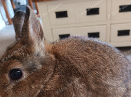 Beautiful Netherland Dwarf buck