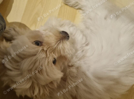 Beautiful bichon frise