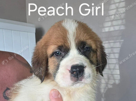Female Saint Bernard Ready Now