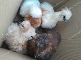Silkies