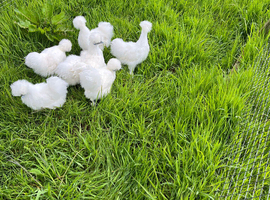 Silkies white