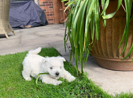 Gorgeous characterful Westie dog pups