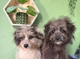 Beautiful Pompoo Puppies