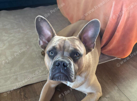 French bulldog X.