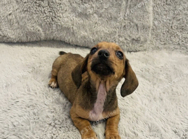 Miniture dachshund