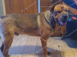 Rottweiler/ Sharpie Male