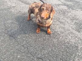 Dapple miniature dachshund girl