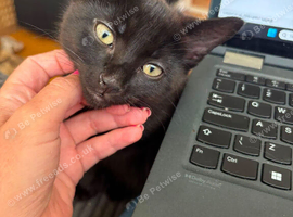 Kittens for sale