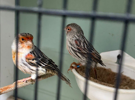 Mosaic canaries