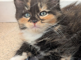 Maincoone cross British longhair