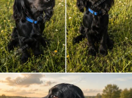 Working cocker spaniel