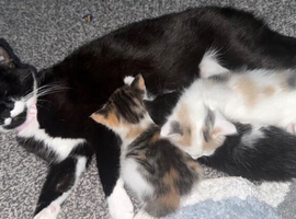 kittens