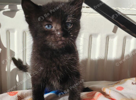2 kittens left looking for home