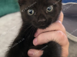 Affectionate Black Male Kitten &ndash; 8 Weeks Old