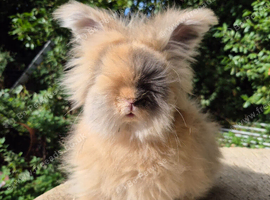Stunning pedigree angora bunnies- imported parents
