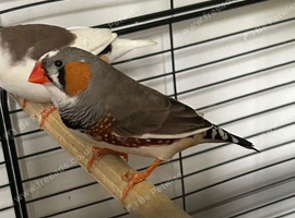 Male Zebra Finch