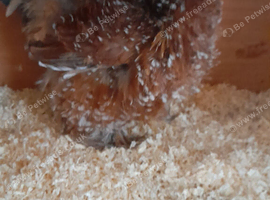 3 millefleur Pekin bantam chickens
