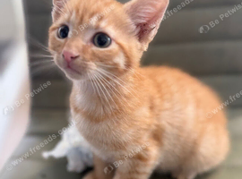 Kittens Ready Now