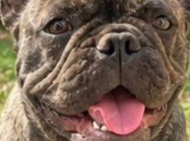 Milo