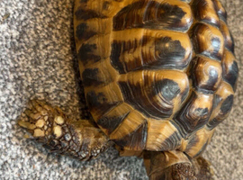 Hermans tortoise and set up