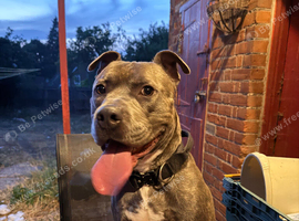 1 year old staffy