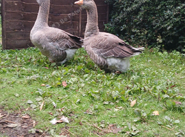 A pair of Toulouse  Geese