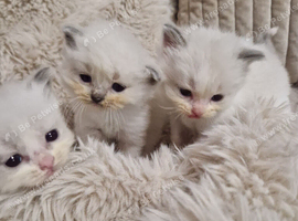 Ragdoll kittens gccf