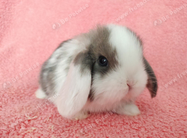 Baby mini lops for sale